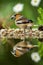 Hawfinch sitting on lichen shore of water pond in forest with beautiful bokeh and flowers in background, Germany, bird reflected