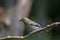 Hawfinch sitting on a stick