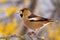 Hawfinch sitting on twig in forest in color autumn