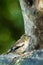 Hawfinch sitting on wood trunk in forest with bokeh background and saturated colors, Hungary, songbird in nature forest lake habit