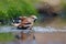 Hawfinch taking a bath