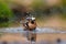 Hawfinch taking a bath