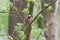 Hawfinch in tree