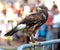 Hawk on a barrier