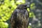 Hawk bird nature wild nature