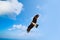 Hawk in the blue sky