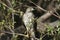 Hawk in the bush waiting for quarry