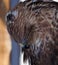 Hawk buteo proud portrait head down