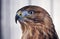 Hawk buteo proud portrait on white background