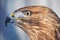 Hawk buteo proud portrait at white background