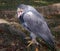 Hawk in captivity opening the beak