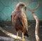 Hawk in captivity posing for camera