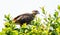 Hawk Caracara on a tree branch, bird of Pantanal, Brazil.