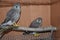 Hawk Chicks sit on a branch and Small falcons in a cage