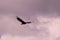 A Hawk circling at Grayson Highlands State Park