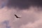 A Hawk circling at Grayson Highlands State Park