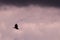 A Hawk circling at Grayson Highlands State Park