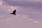 A Hawk circling at Grayson Highlands State Park