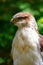 Hawk Close-up