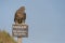 Hawk on Danger Sign