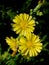 Hawk dune flowers in a field