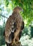 A hawk eagle