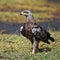 Hawk-eagle sitting on the land