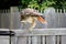 Hawk eats snake on fence