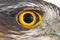 Hawk eye close-up, macro photo, eye of the female Eurasian Sparrowhawk Accipiter nisus