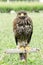 Hawk - falcon is ready for hunting, Lord of the sky, falcon standing and looking