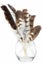Hawk feather in glass jar isolated