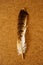 Hawk feather on wooden background