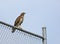 Hawk on the fence