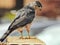 Hawk on a Fence: Side closeup view of a copper`s hawk bird of prey raptor on a fence in a suburban area on a sunny summer day wit