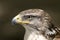 Hawk Ferruginous buteo