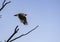 A hawk flies over the valleys of Yellowstone.