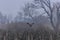 hawk flies in vineyards during a fog