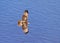 Hawk in flight over the Hudson River