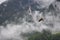 Hawk flying over dense trees in Hallstatt