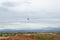 Hawk flying over desert