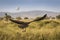 Hawk flying over savana with balloon in background in Serengeti National Park in Tanzania during safari with blue sky in