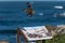 Hawk flys above a sign on Pacific Coast