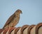 A Hawk Focusing