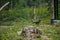 Hawk in the forest, mesh in the background. Bird of prey from the hawk family