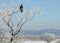 Hawk in a Frozen Tree Winter Landscape