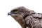 Hawk head close-up isolated