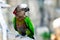 Hawk Headed Parrot sits on a wooden branch of a tree, on a gray background.