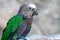Hawk Headed Parrot sits on a wooden branch of a tree, on a gray background.