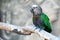 Hawk Headed Parrot sits on a wooden branch of a tree, on a gray background.