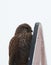 Hawk hides behind a billboard.